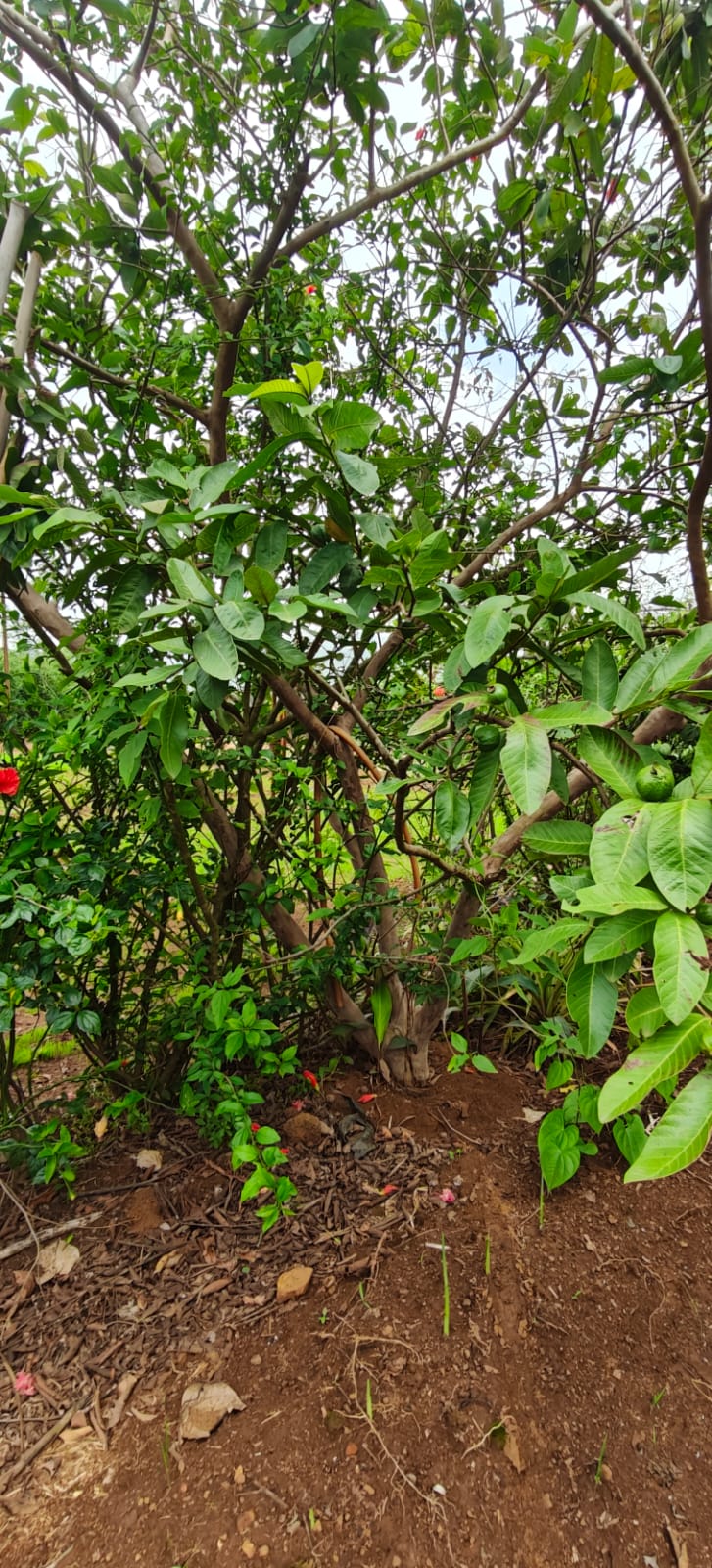 Farm plant: WhatsApp Image 2026-07-28 at 12.53.15 (1).jpeg